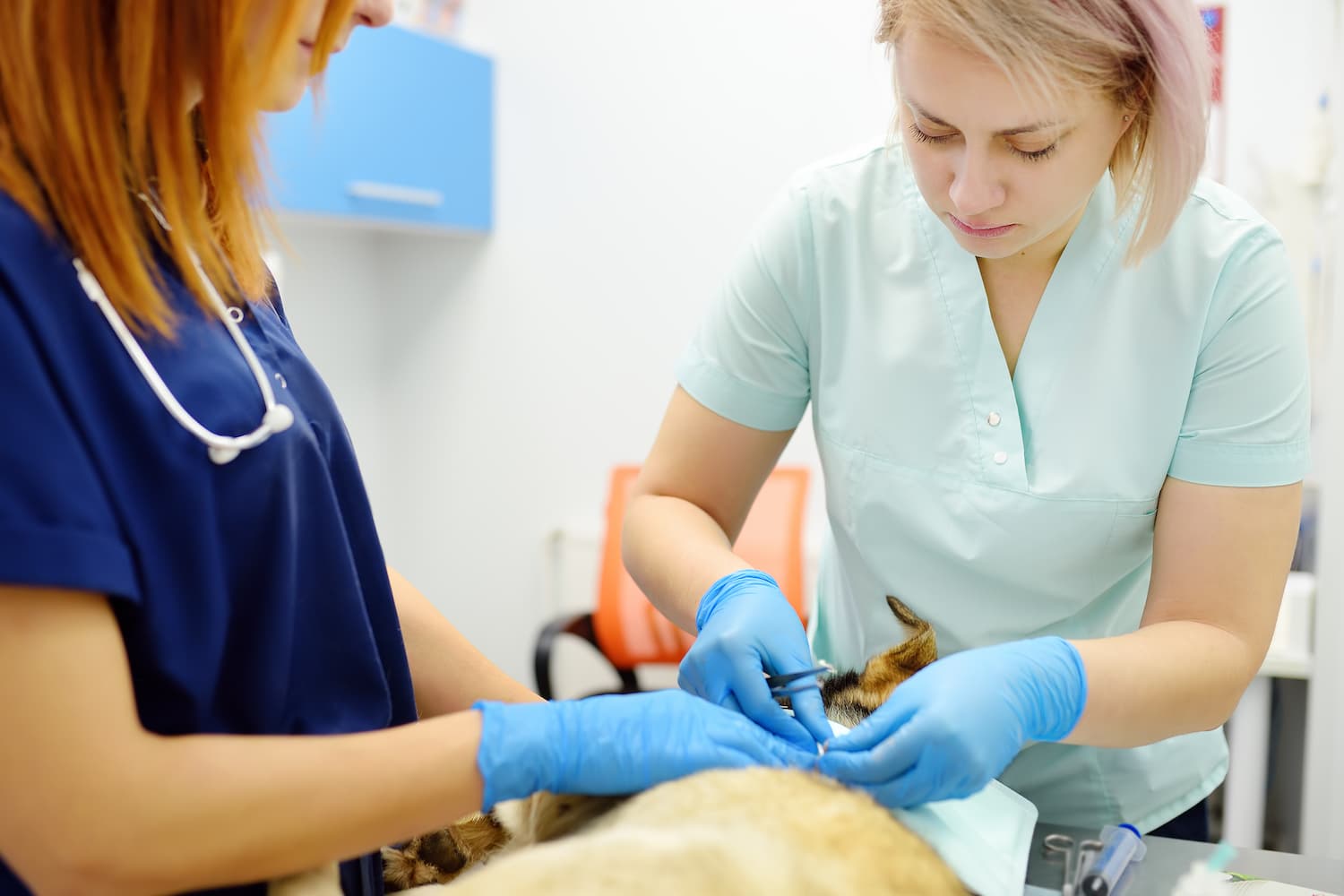 Two veterinarians in scrubs and gloves perform a procedure on a dog in a clinic.