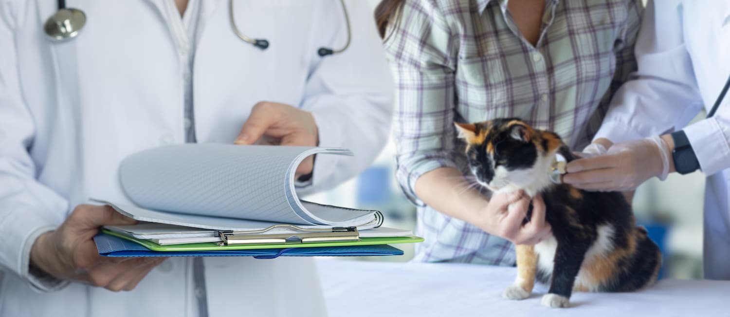 A veterinarian examines a cat on a table while another person holds a clipboard with documents.