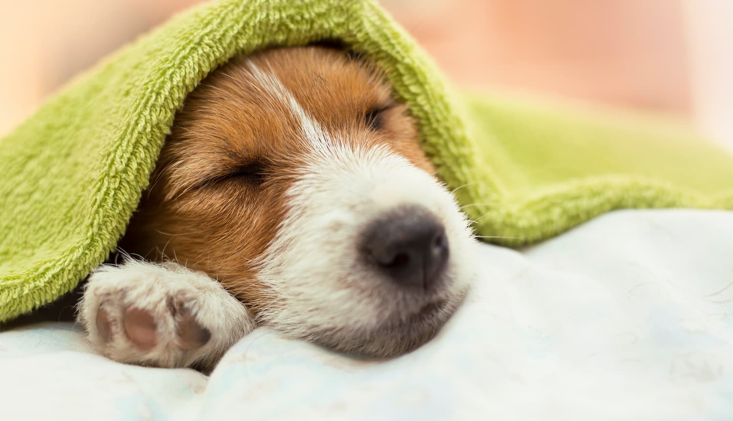 A small brown and white puppy sleeps under a green blanket, with its paw visible.