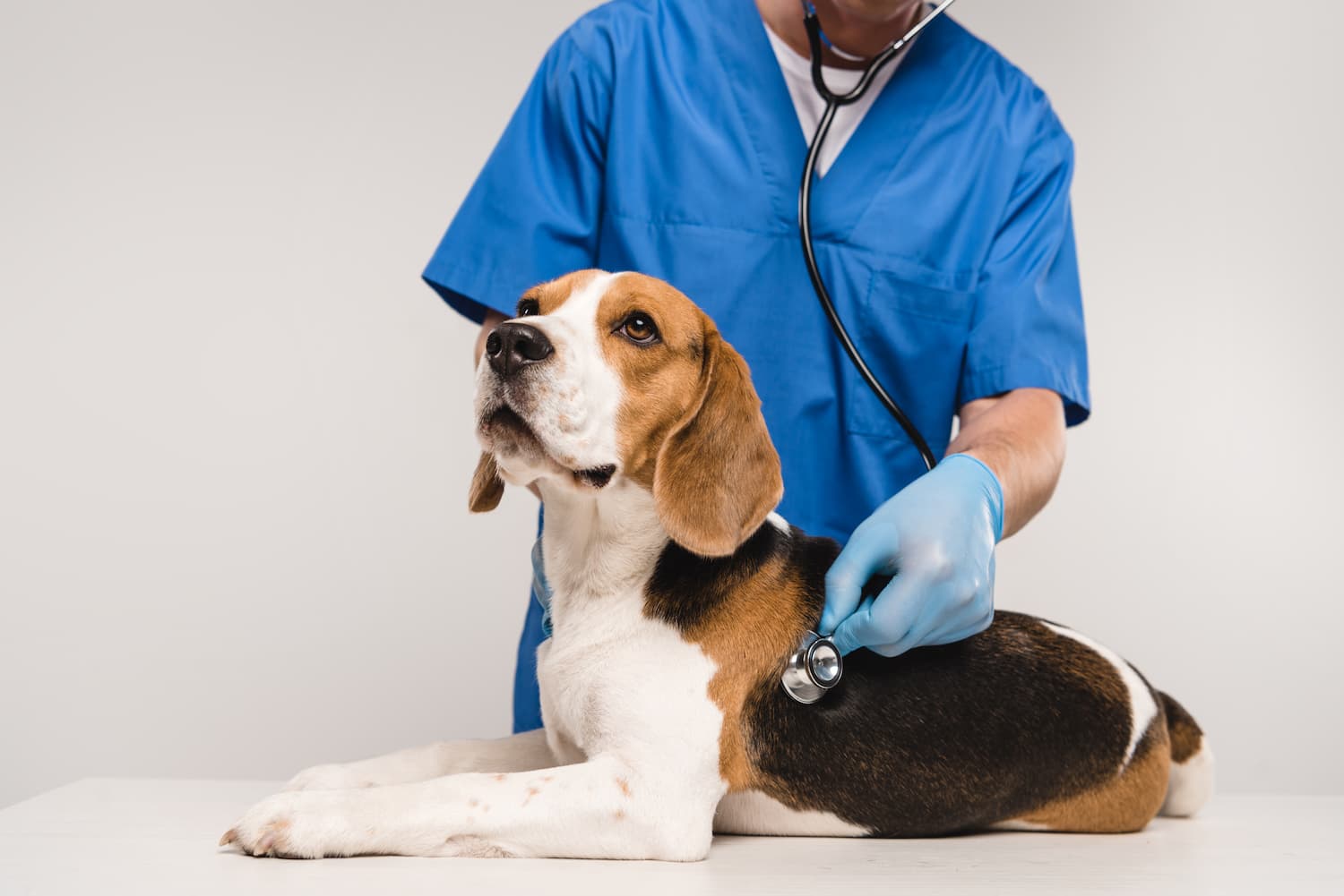 A veterinarian in blue scrubs uses a stethoscope to examine a calm beagle lying on a table.