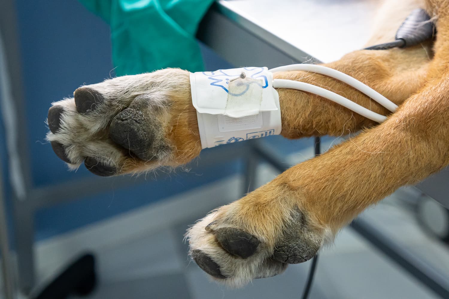 Close-up of a dog’s paws on a veterinary table, with medical sensors attached.