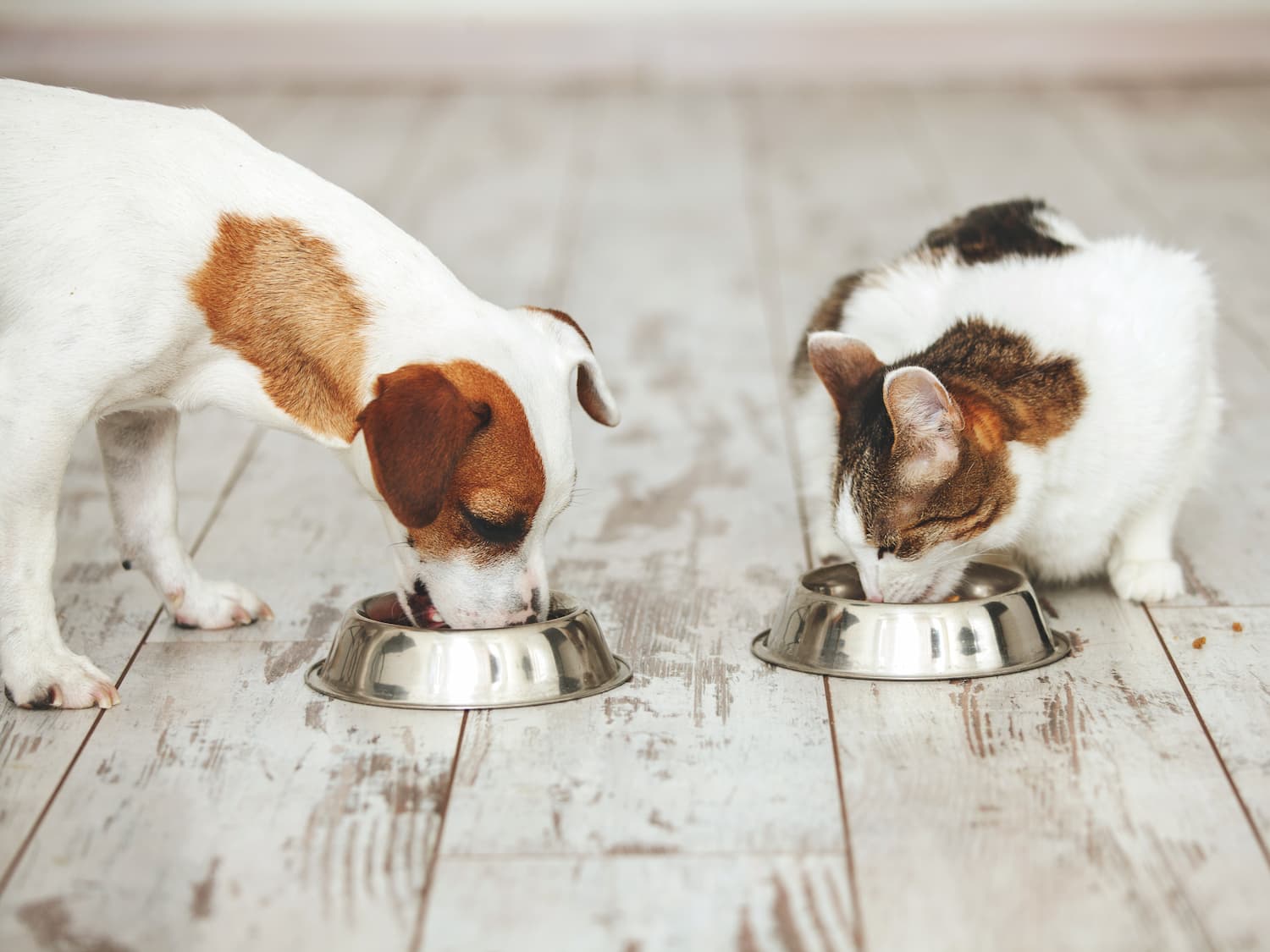 A dog and a cat eating from separate metal bowls on a wooden floor.