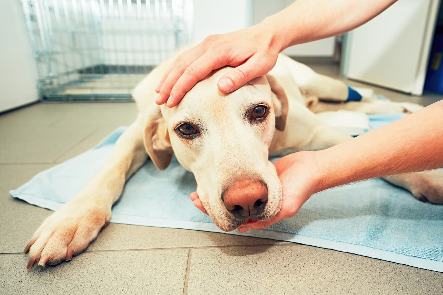 A dog lies on a blue towel with a person's hands gently touching its head and chin. A metal crate is in the background.