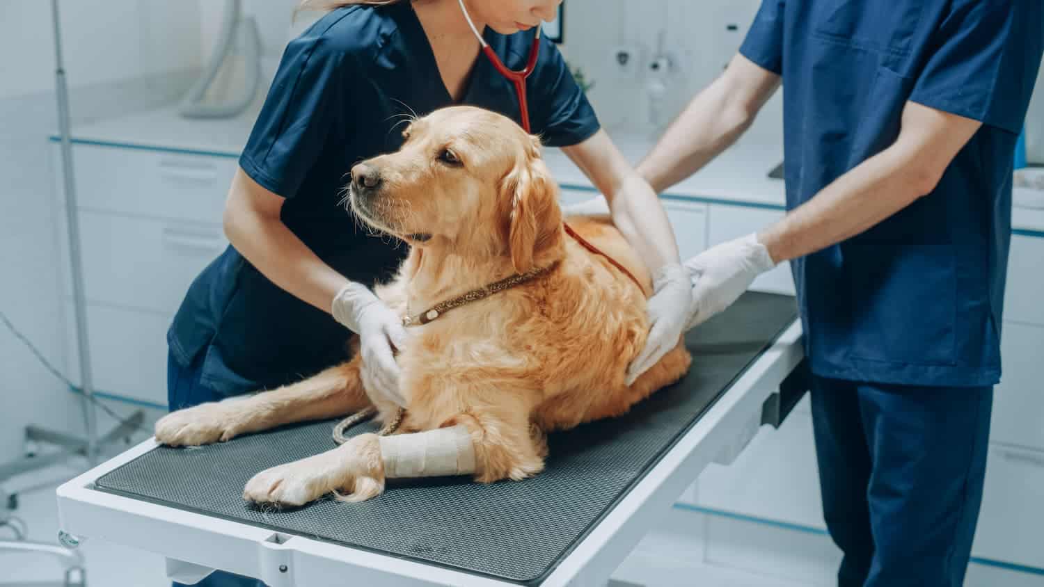 A veterinarian examines a Golden Retriever on an examination table while another person assists. The dog has a bandaged paw.