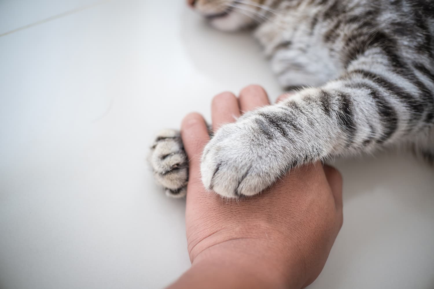 A cat's paw gently rests on a person's hand, both on a smooth, light-colored surface.