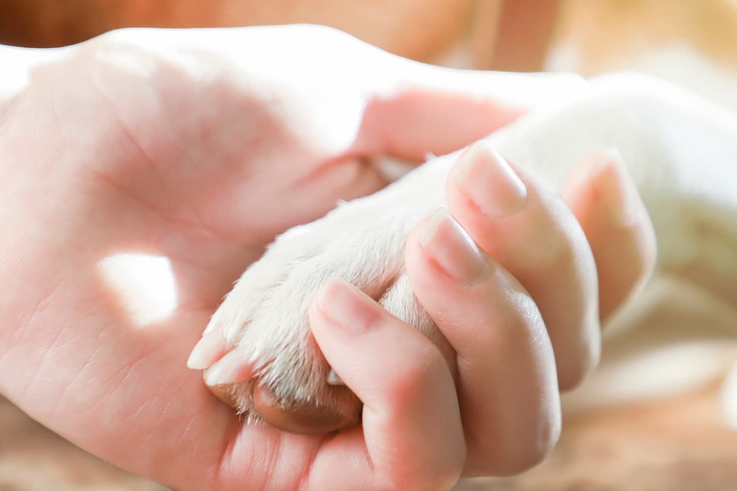 A human hand gently holds a dog's paw, symbolizing companionship and trust.