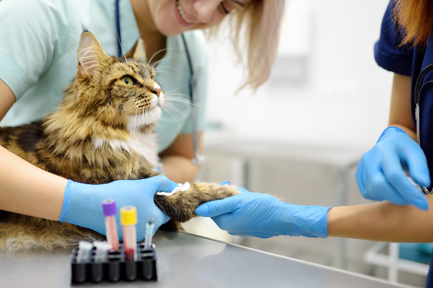 Two veterinarians wearing gloves are taking a blood sample from a fluffy cat on a stainless steel table.