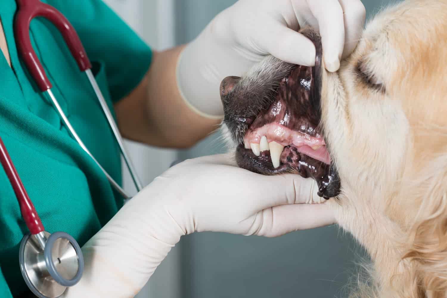 A veterinarian examines the teeth and gums of a dog.