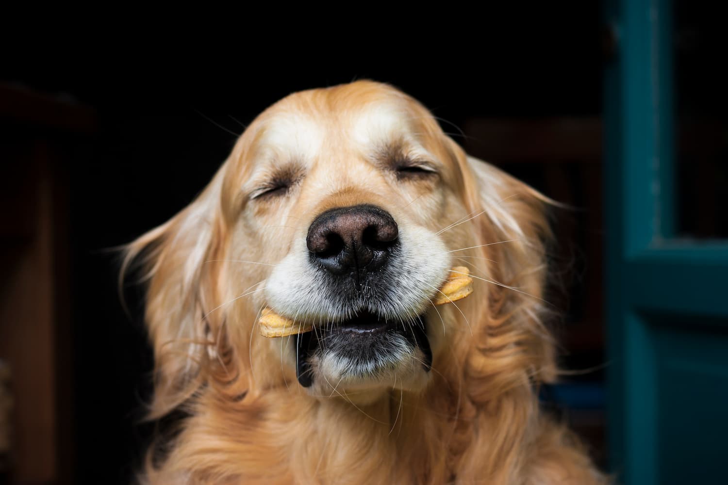 A golden retriever with closed eyes holds a treat in its mouth, displaying a content expression.