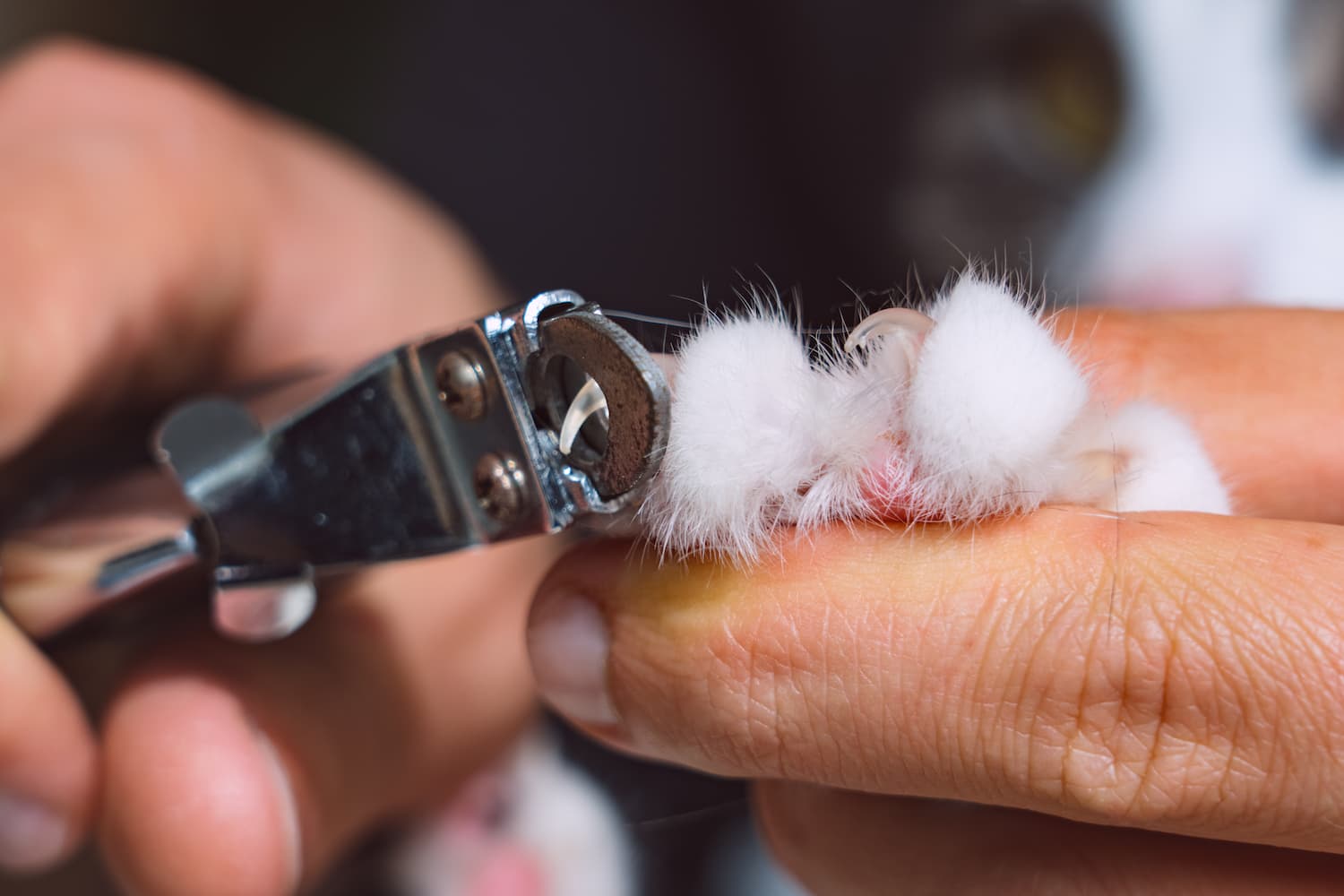 A person carefully trims a cat's claw with nail clippers.