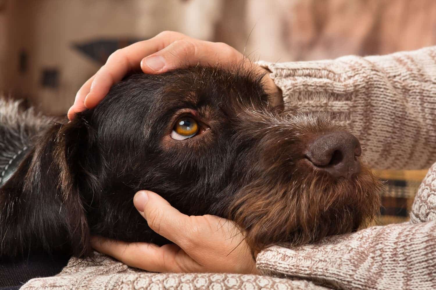 A person gently holds a brown dog's head with both hands, the dog looking calm and relaxed.