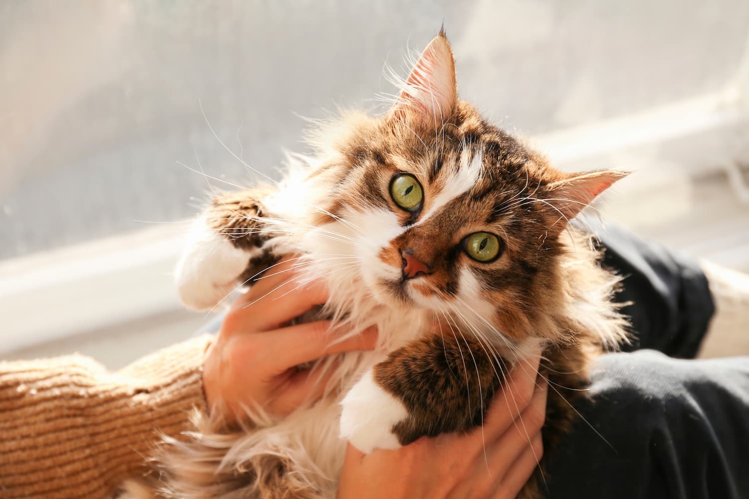 A fluffy cat with green eyes is being held gently by a person indoors.