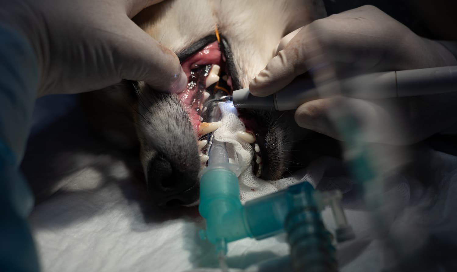 Veterinarian performing dental procedure on a dog under anesthesia.