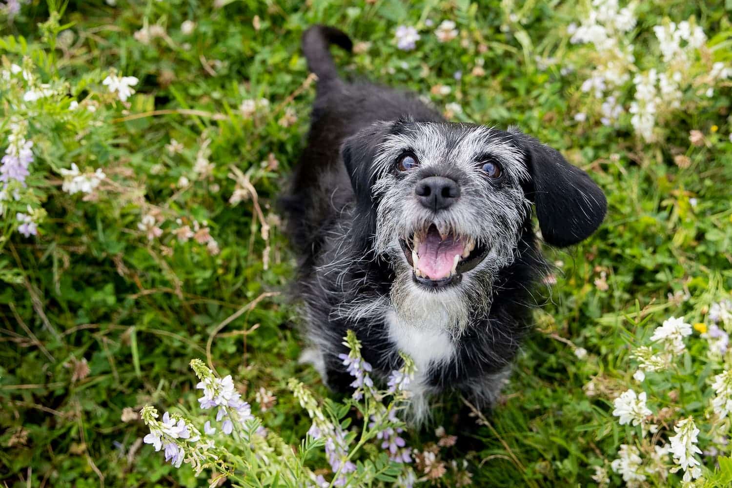 A happy black and gray dog with a white chest stands on grass surrounded by small white flowers, looking up with its mouth open.