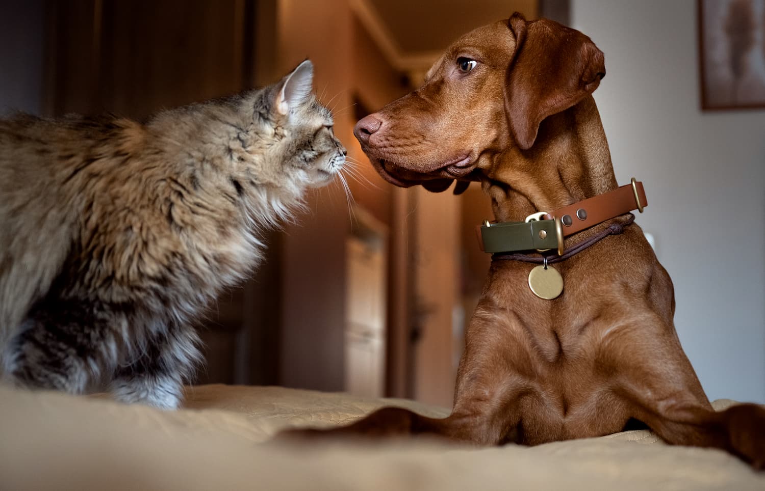 A cat and a dog face each other on a bed, appearing to interact closely.