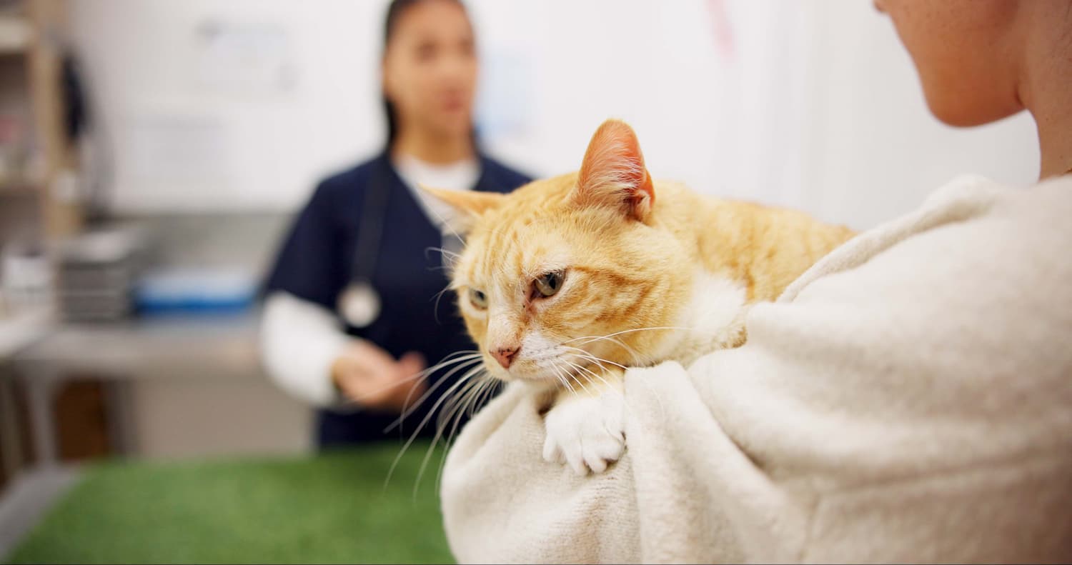 A person holds an orange and white cat in their arms at a veterinary clinic. A veterinarian stands in the background.