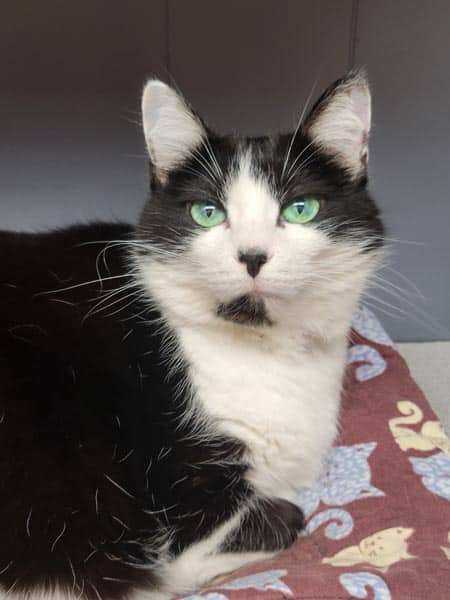 Black and white cat with green eyes lying on a patterned blanket, looking directly at the camera.