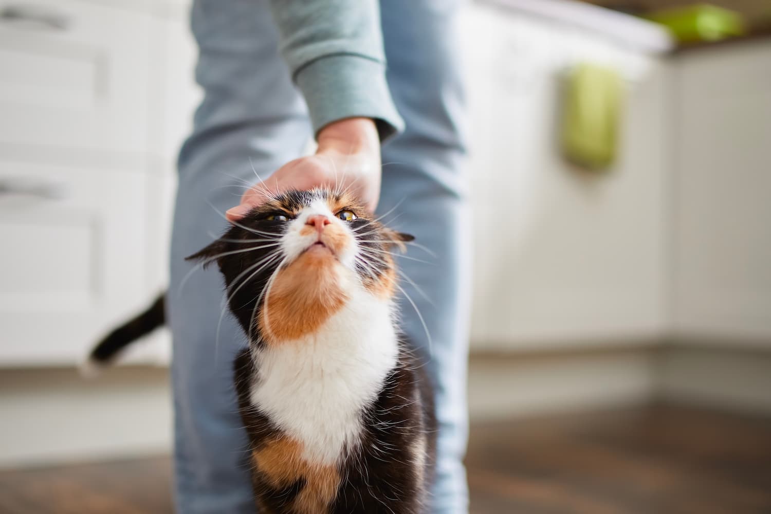 A black, white, and orange cat being petted on the head by a person in a kitchen.