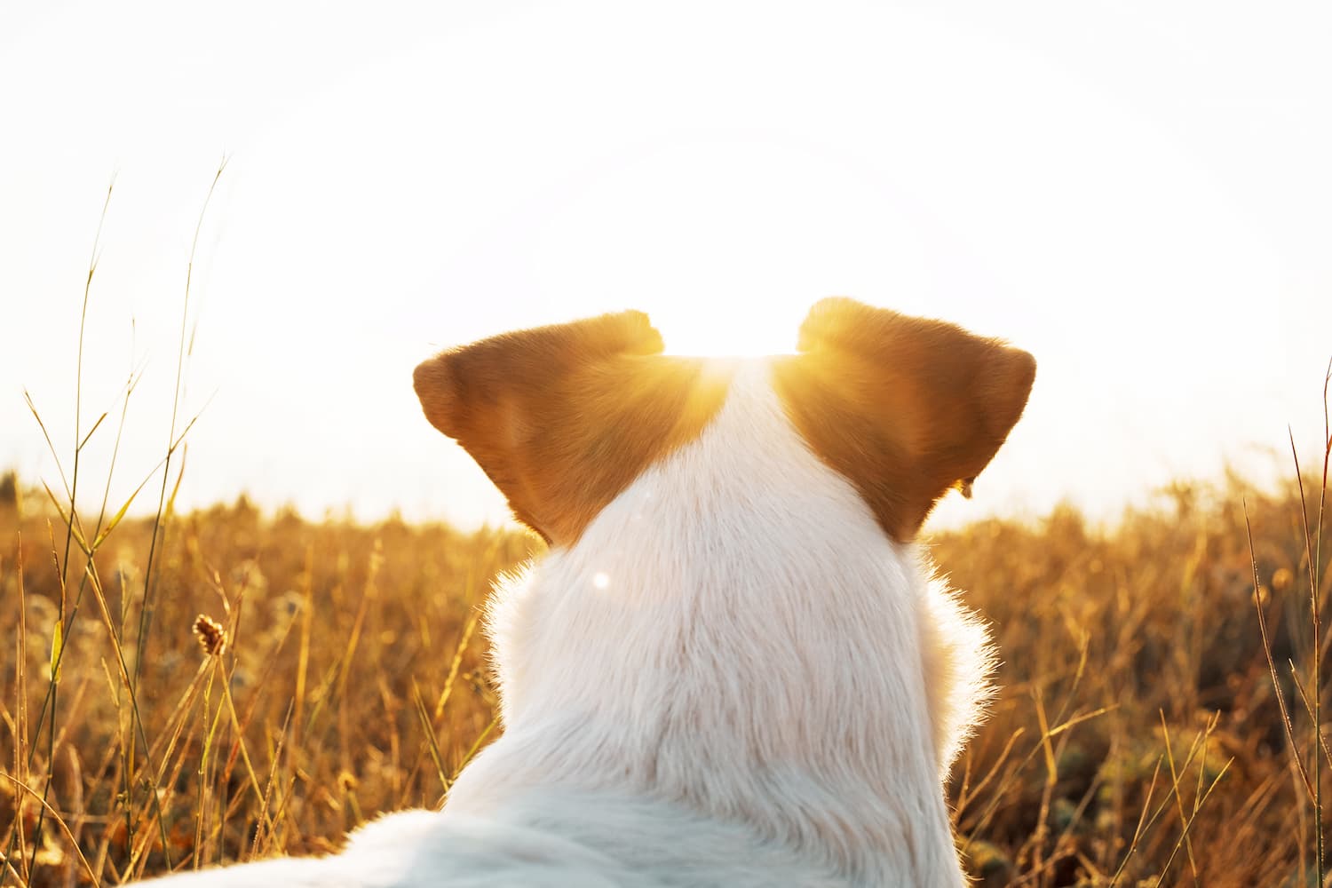 A dog viewed from behind sits in a sunlit field facing a bright horizon.