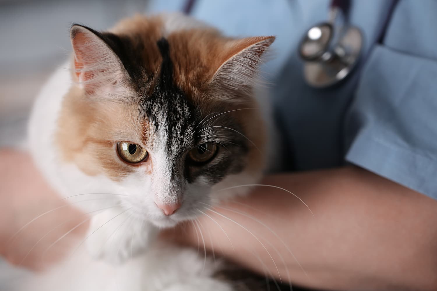 A calico cat is held by a person wearing medical scrubs with a stethoscope around their neck.