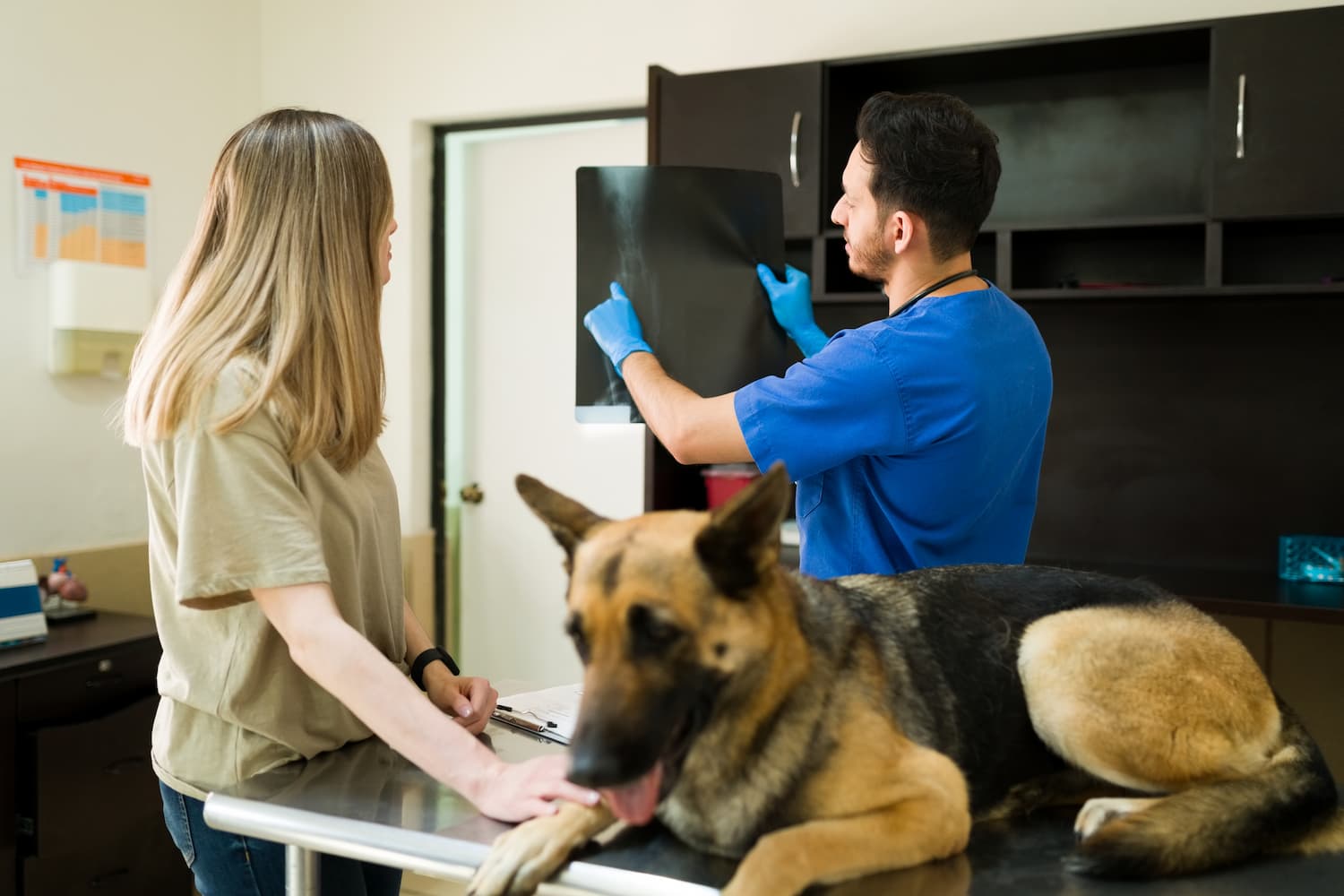 Veterinarian examines an X-ray while a woman stands nearby. A German Shepherd lies on the examination table in the veterinary clinic.