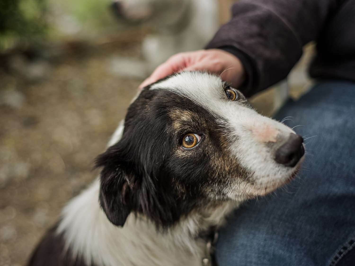 A black and white dog being petted, looking up with relaxed eyes.