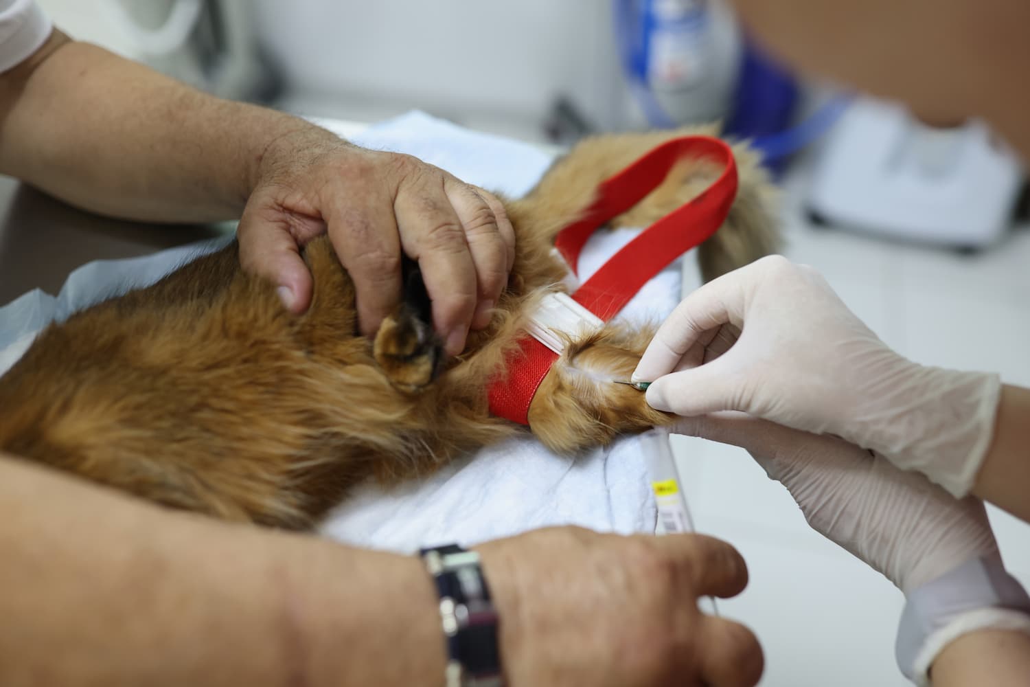 A dog receives medical care as a veterinarian wraps its leg with a red bandage while another person gently holds the dog.