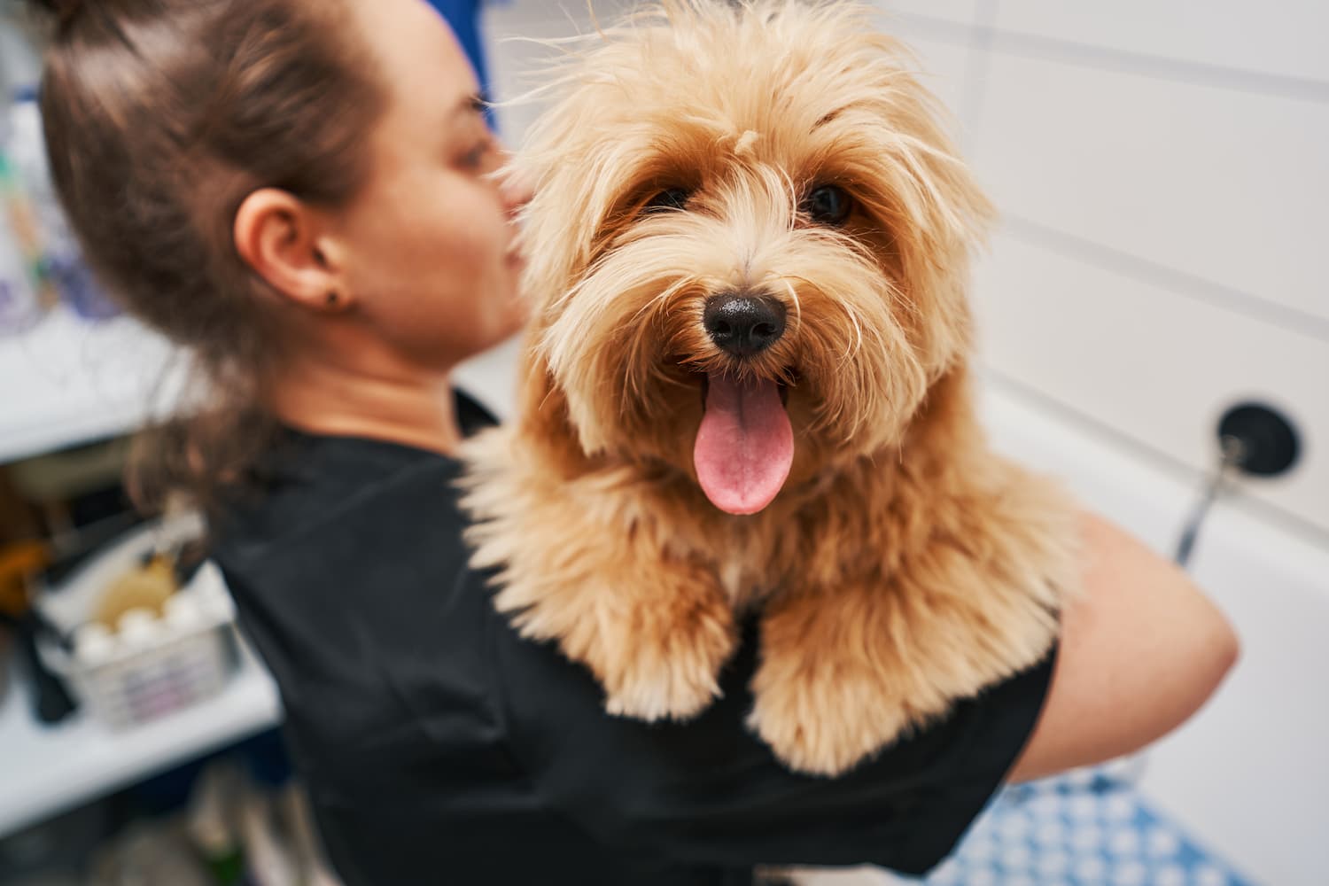 A person holds a fluffy dog in their arms, with the dog looking towards the camera, tongue out. The background features a white tiled wall and shelves.