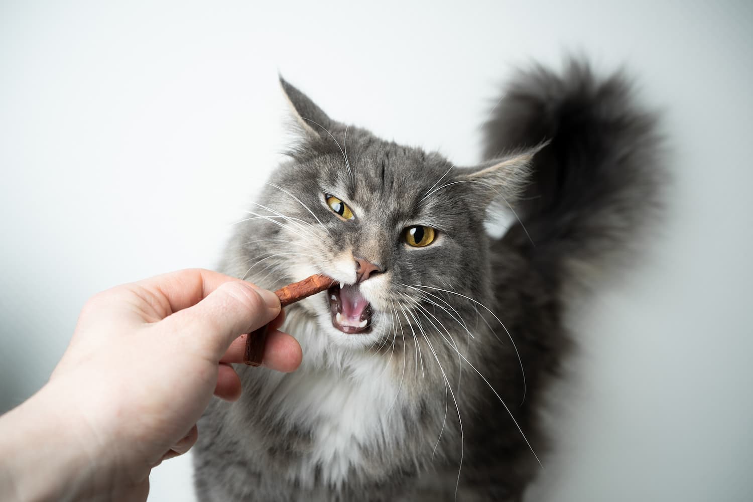 A gray cat with long fur takes a treat from a person's hand against a plain background.