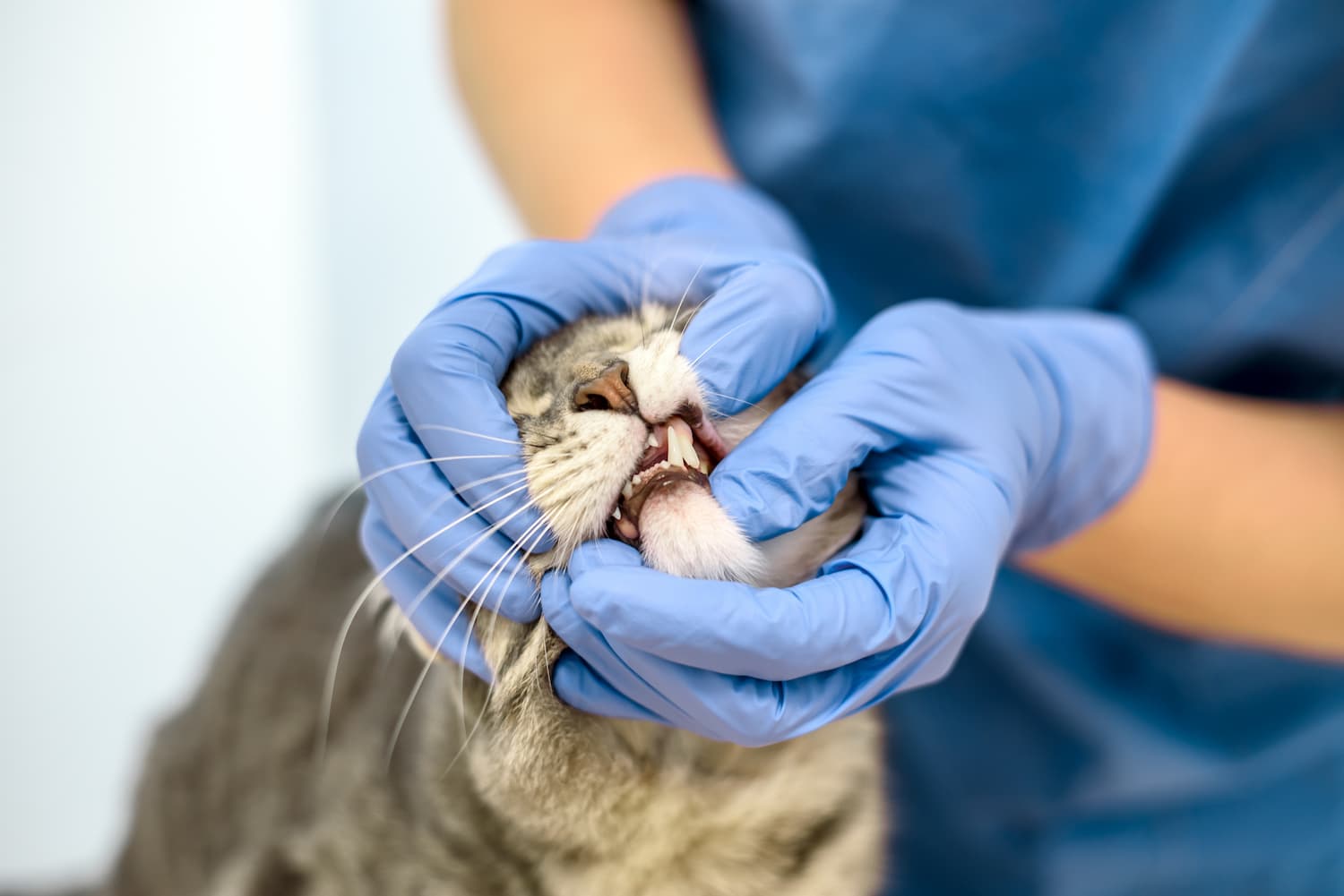 A person wearing blue gloves is examining a cat's teeth.