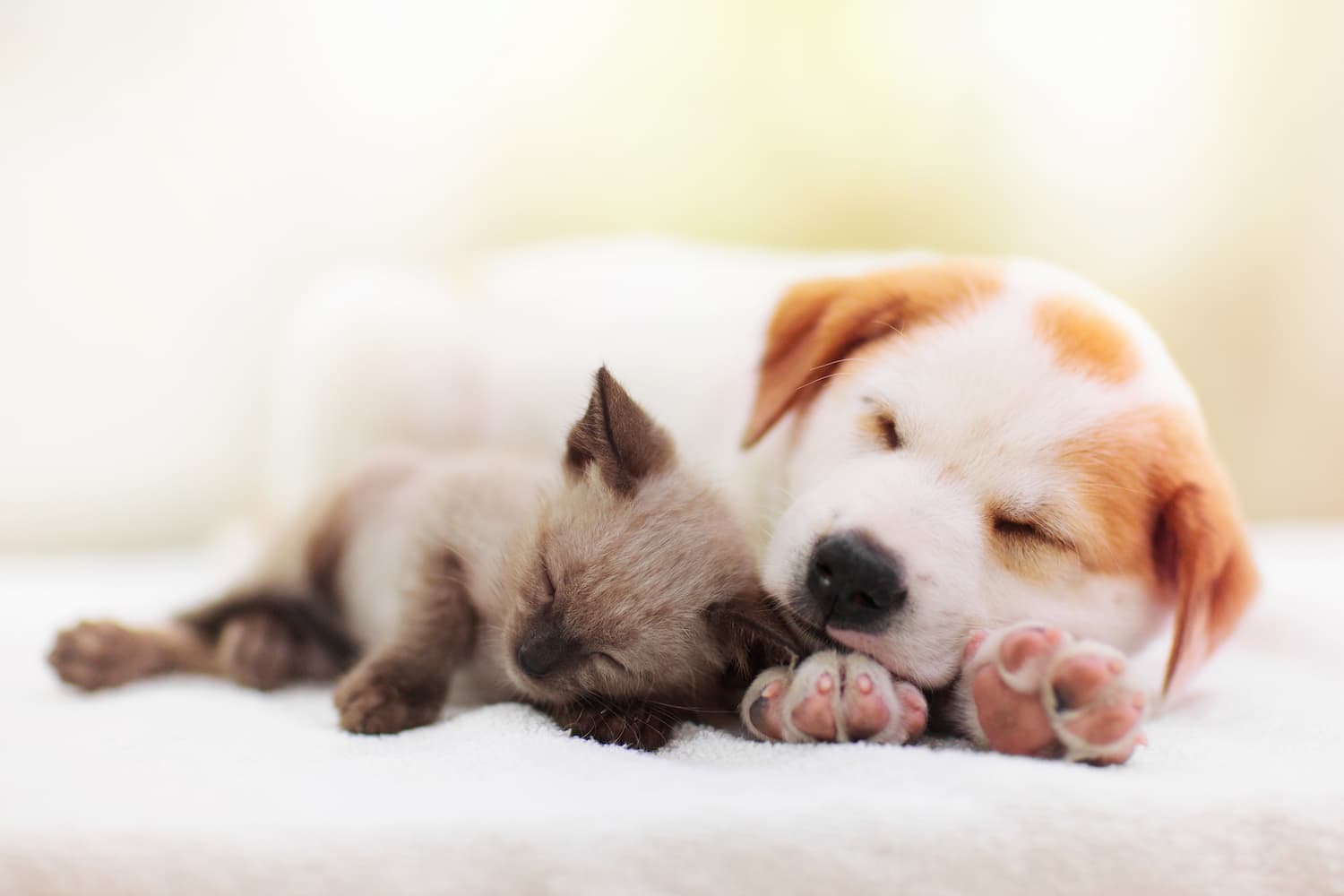 A small puppy and a kitten are sleeping closely together on a soft white surface.