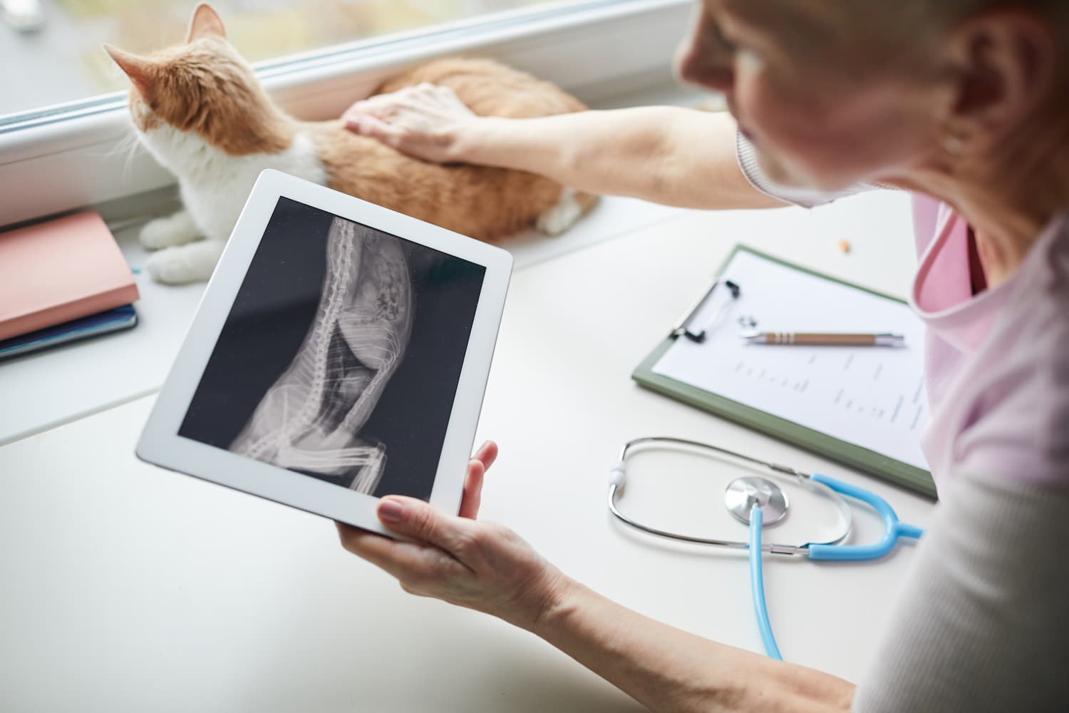 Veterinarian holding a tablet displaying an X-ray of a cat's body. A cat sits on the windowsill, being gently petted. A stethoscope and clipboard are on the table.