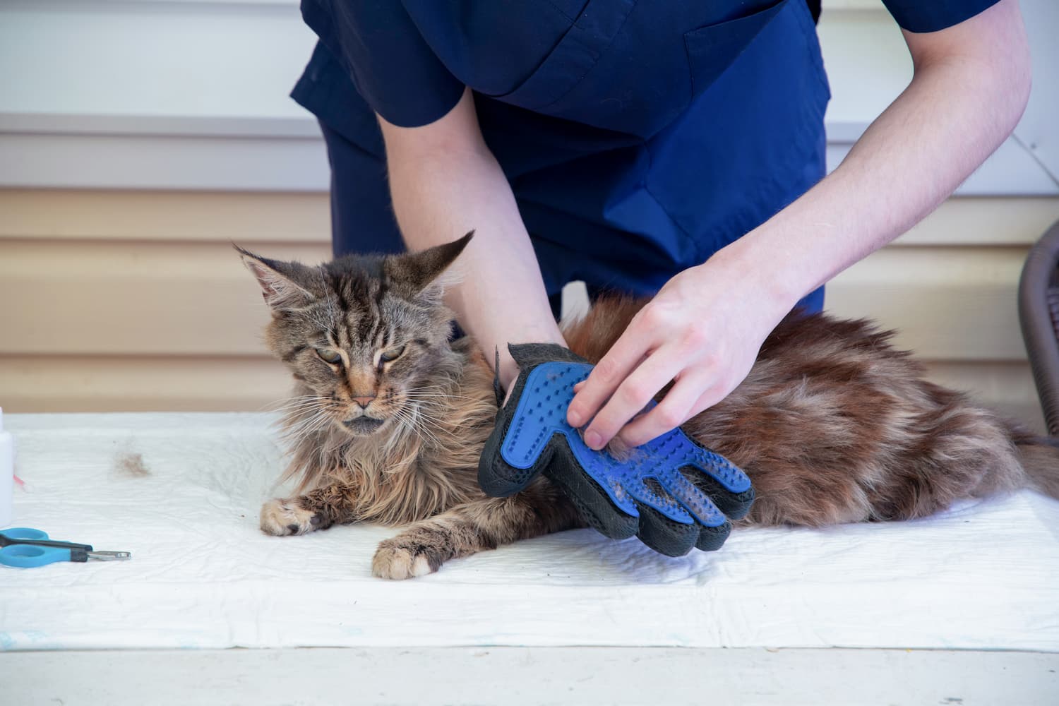 A long-haired cat being groomed by a person wearing a blue glove. Scissors are visible on the grooming table.