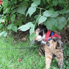 A cat wearing a red harness sits in the grass under leafy bushes.