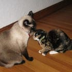 A Siamese and a tortoiseshell cat touch noses on a wooden floor next to a white wall.