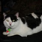 Black and white cat lying down, wearing a green collar with a red tag.