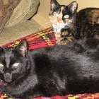 Two cats lying on a colorful patterned blanket; one is black, and the other is a calico with black, orange, and white fur.