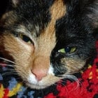 Close-up of a calico cat with green eyes, lying on a multicolored knitted blanket.