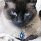 Siamese cat with blue eyes and a dark face, wearing a collar with a blue tag, looking directly at the camera.