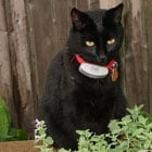 Black cat with a red collar sits on a garden ledge near green plants, in front of a wooden fence.