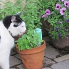 A black and white cat sniffs a potted plant on a patio. Nearby, another pot contains purple flowers.