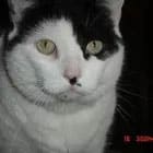 Close-up of a white cat with black patches on its face, staring forward.