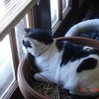 A black and white cat sits in a brown planter, gazing out a window.