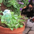 A cat sniffs a potted plant outdoors, surrounded by greenery and purple flowers.