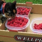 A cat in a blue collar sniffs raspberries in plastic containers placed inside a cardboard box labeled "Well-Pict Berries." Grass is visible in the background.