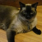 A Siamese cat with a dark face and ears is lying on a wooden floor, wearing a collar.