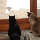 Two cats sit indoors by a glass door, watching a squirrel outside on a brick patio.